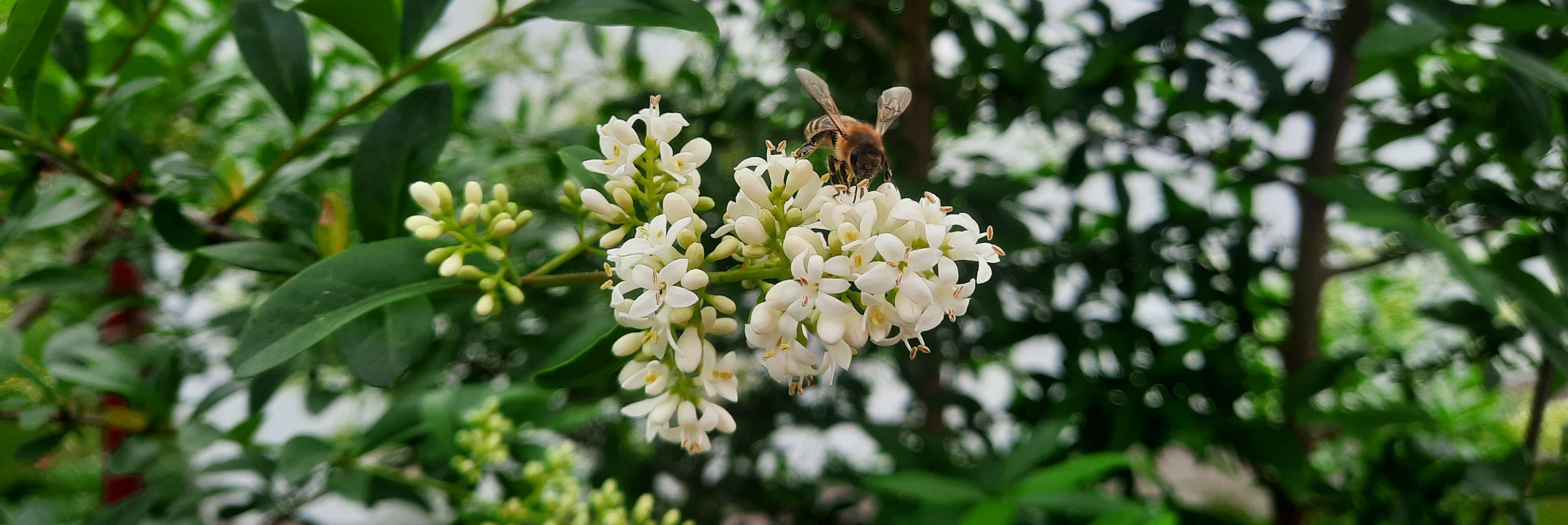 Na białym kwiatku siedzi pszczoła
