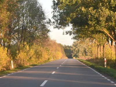 zdjęcie przedstawia asfaltową drogę; po obu stronach drogi rosną drzewa