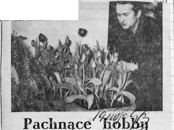 skan czarno-białego zdjęcia i artykułu prasowego; na zdjęciu widoczny jest mężczyzna przy skrzynce z kwitnącymi tulipanami