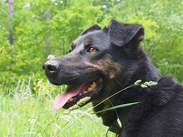 Portret czarnego psa.