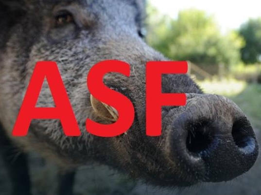 zdjęcie ryjka świńskiego z czerownym napisem  ASF