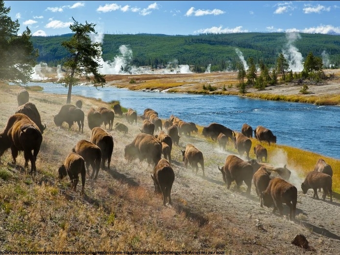 Krajobraz Parku Narodowego Yellowstone