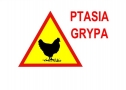na zółtym znaku ostrzegawczym czarna grafika kury oraz czerwony napis: PTASIA GRYPA