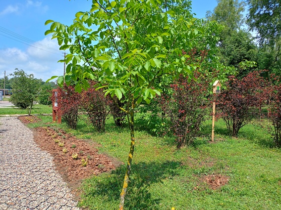 roślinność zasadzona w strefie