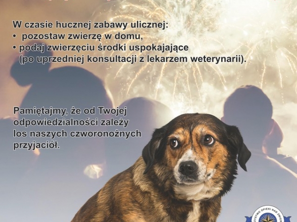 przestrzaszony pies w tle widać ludzi oglądających wystrzały fajerwerków