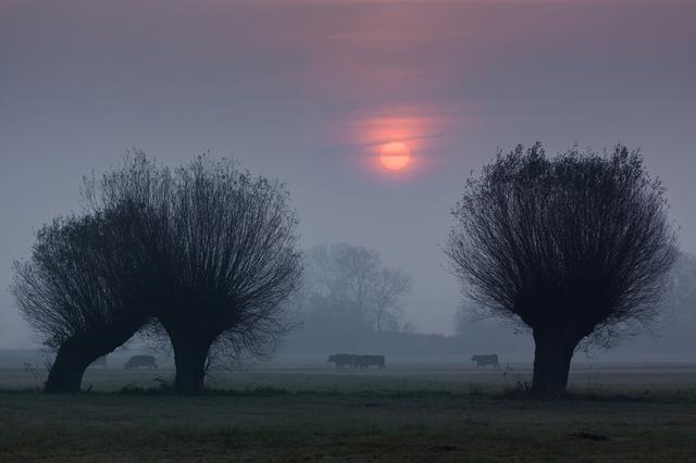 półmrok, na niebie wyłania się nieśmiało różowe słońce, na łące stoją trzy wierzby, wśród nich pasą sią krowy