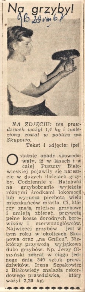 skan czarno-białego zdjęcia prasowego, na którym widoczna jest postać, prezentująca dużego borowika