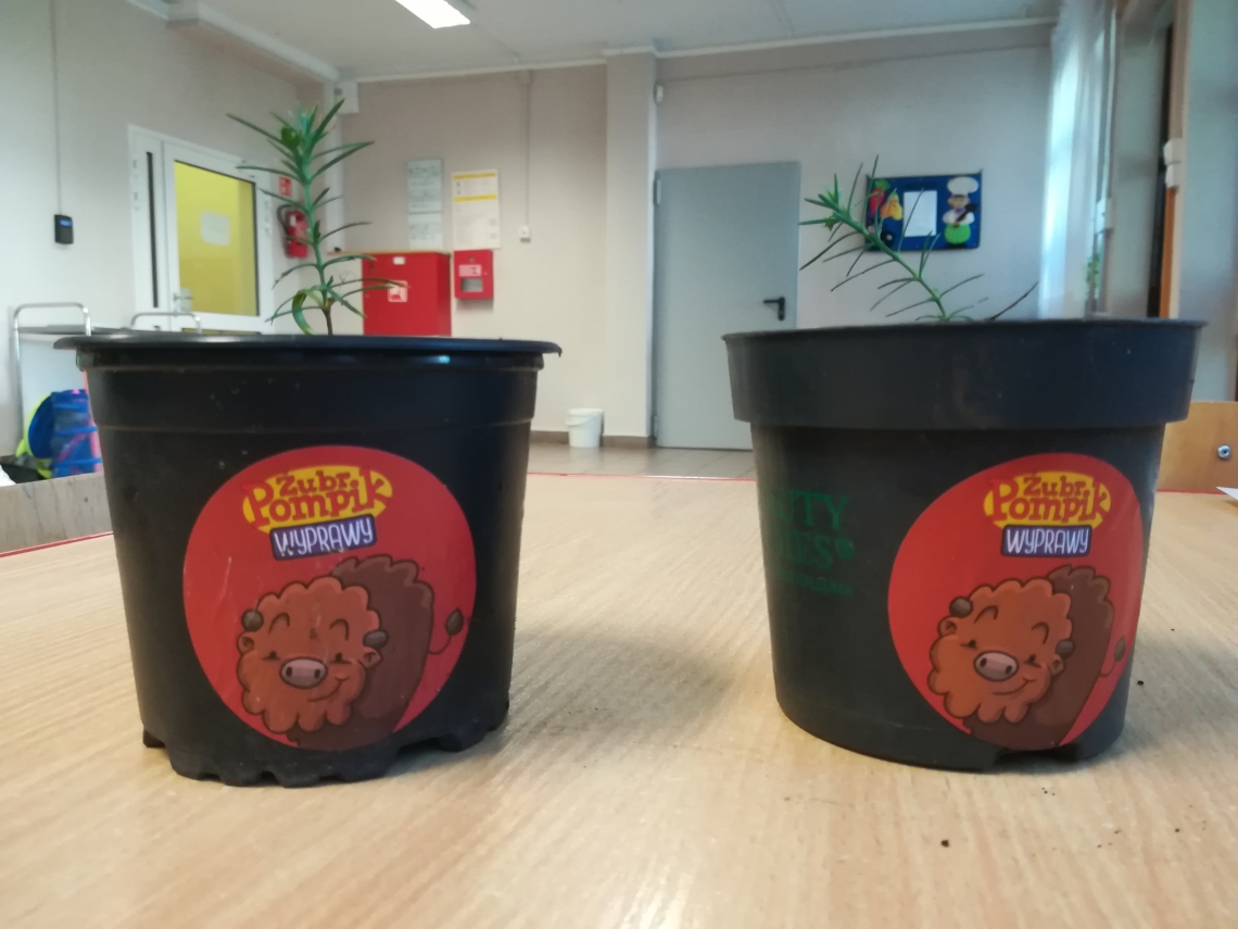 dwie czarne doniczki z okrągłymi naklejami z wizerunkiem żubra Pompika