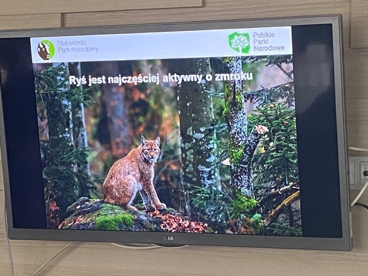 Poznajcie rysia – warsztaty dla dzieci w Miejskiej Bibliotece Publicznej im. Dr. T. Rakowieckiego