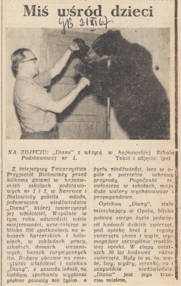 Wycinek skanu gazety. Tytuł artykułu "Miś wśród dzieci"