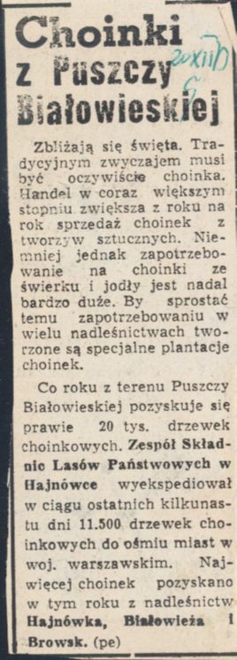 Wycinek skanu gazety. Tytuł artykułu "Choinki z Puszczy Białowieskiej"