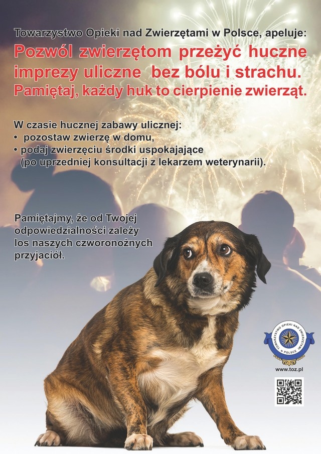 przestraszony pies