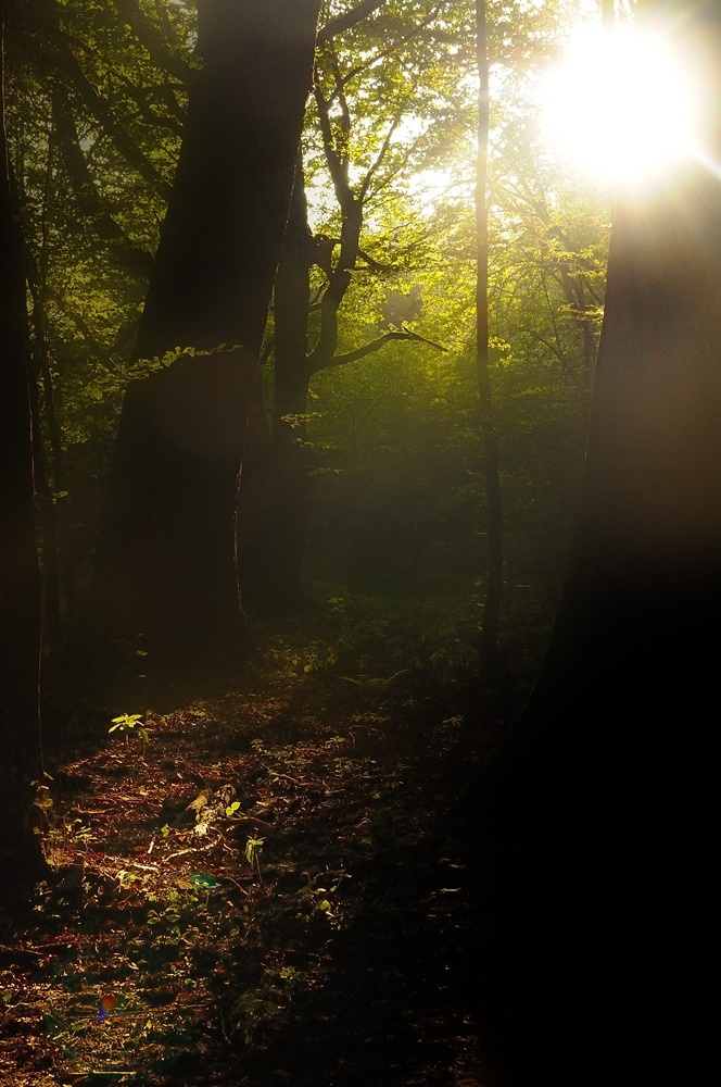 I NAGRODA Michał Piściuk z Olsztyna; Wstaje nowy dzień i wszystko od(puszcza) (okolice wsi Budy)