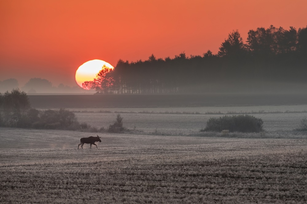 WYRÓŻNIENIE Jarosław Jakóbczak z Krynek; Mroźny poranek na Podlasiu (Biały Ług)