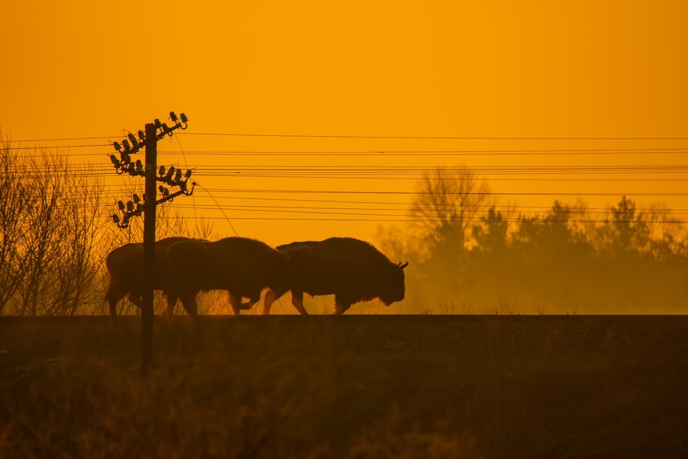 WYRÓŻNIENIE Łukasz Horoszko z Suchowoli; Podlaska lokomotywa (Siemianówka)
