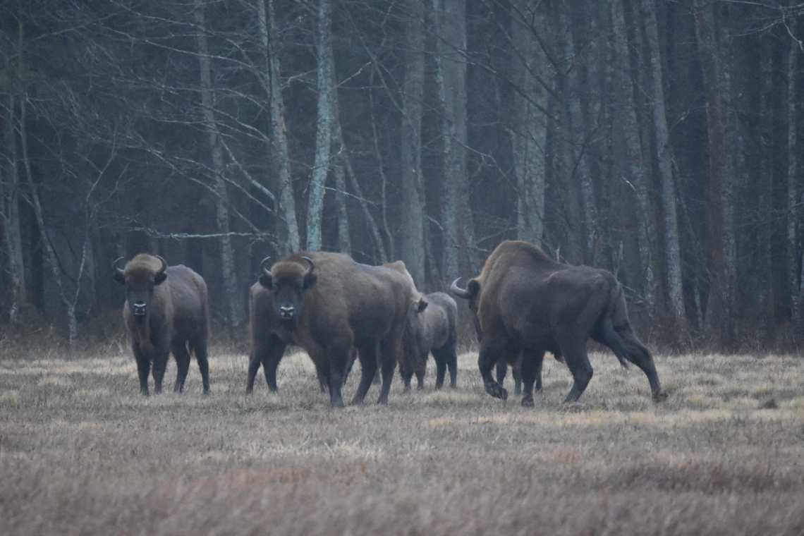 Żubry w Puszczy Białowieskiej