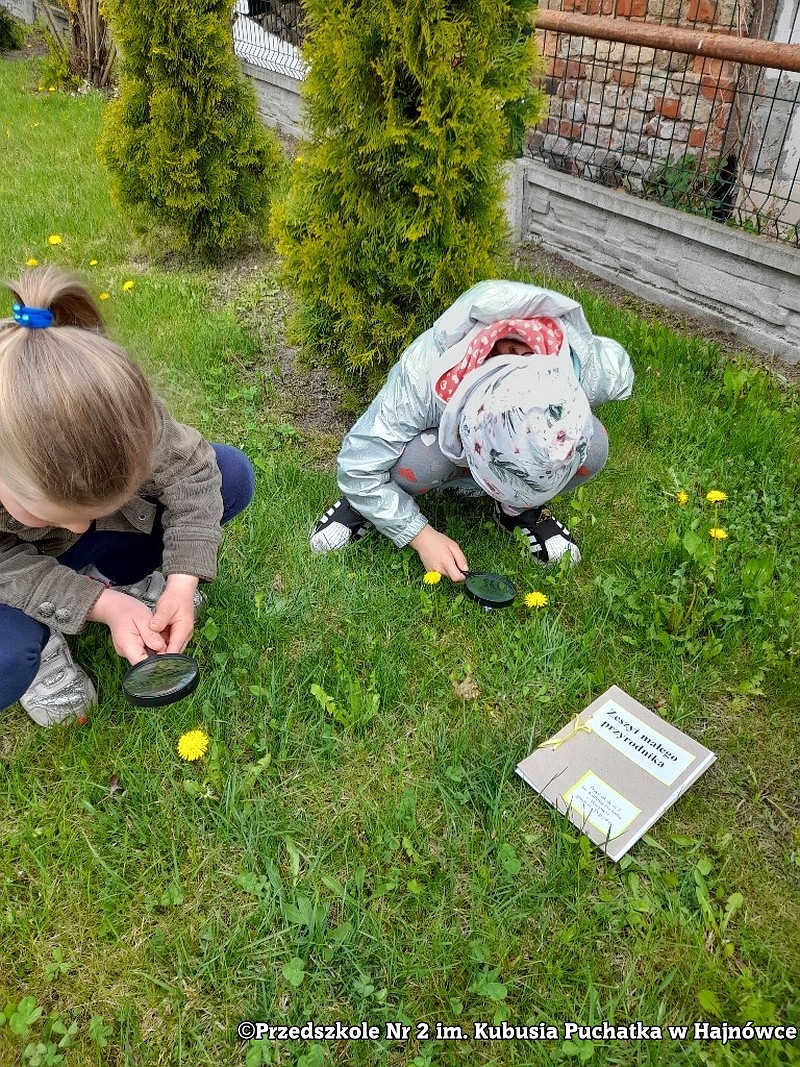 Dzieci kucaja na trawiue i obserwują przez lupę kwiaty.