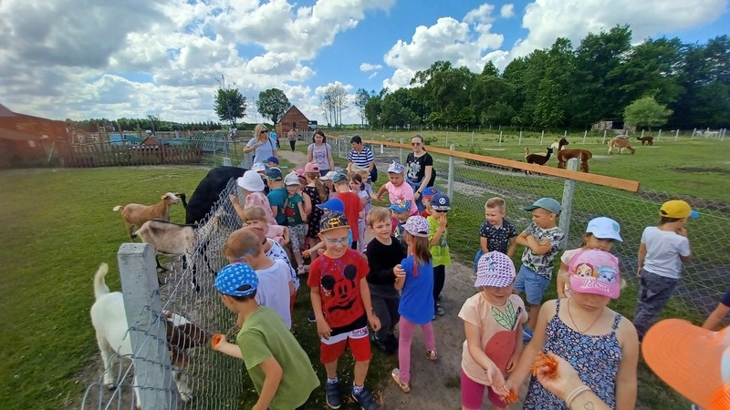 Jaskółki i Sówki z Przedszkola nr 1 karmiły alpaki