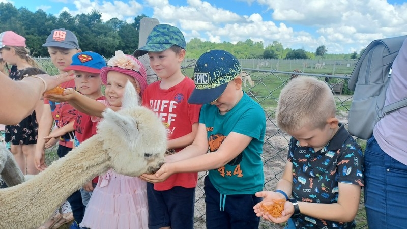 Jaskółki i Sówki z Przedszkola nr 1 karmiły alpaki