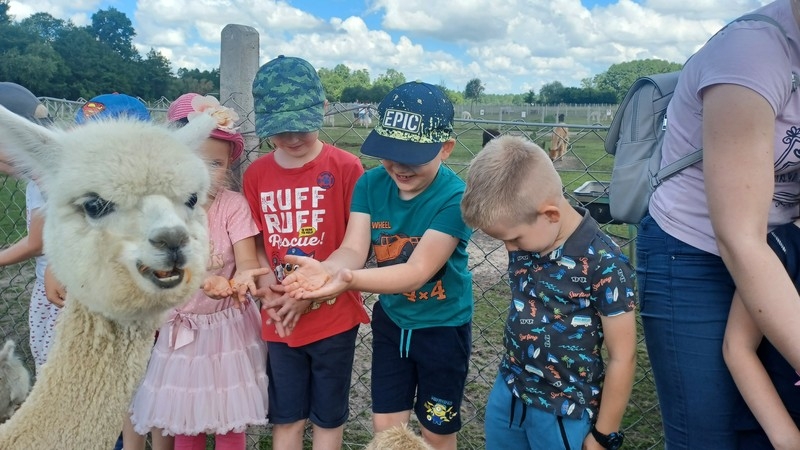 Jaskółki i Sówki z Przedszkola nr 1 karmiły alpaki