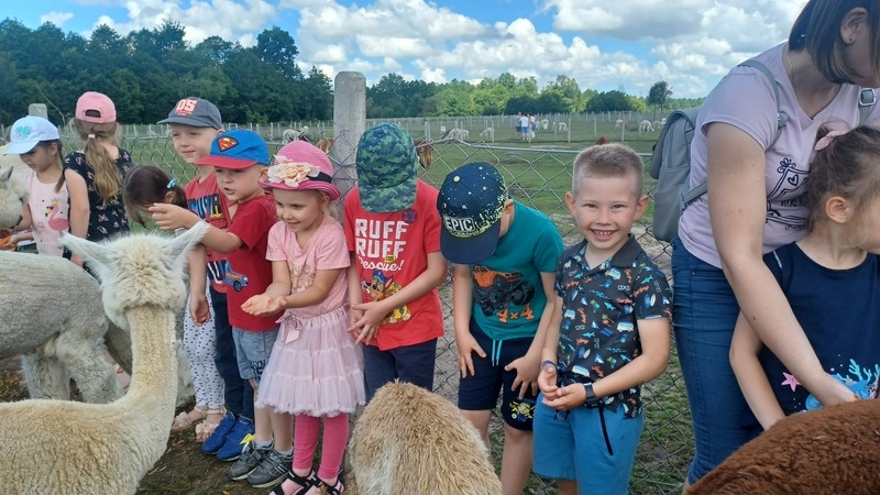 Jaskółki i Sówki z Przedszkola nr 1 karmiły alpaki