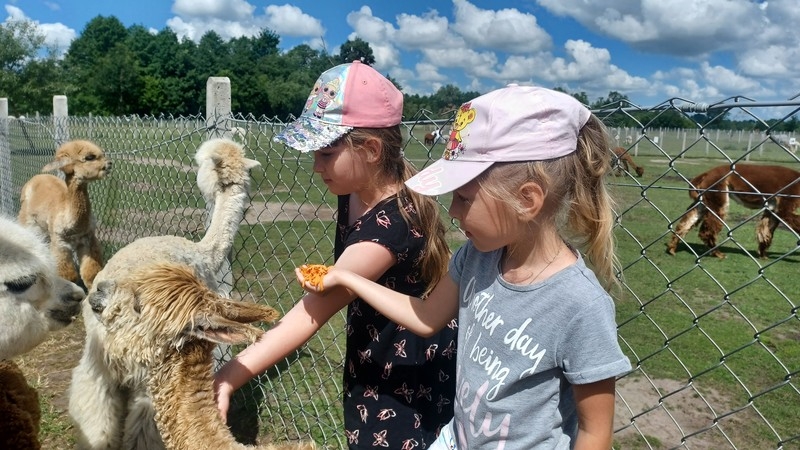 Jaskółki i Sówki z Przedszkola nr 1 karmiły alpaki