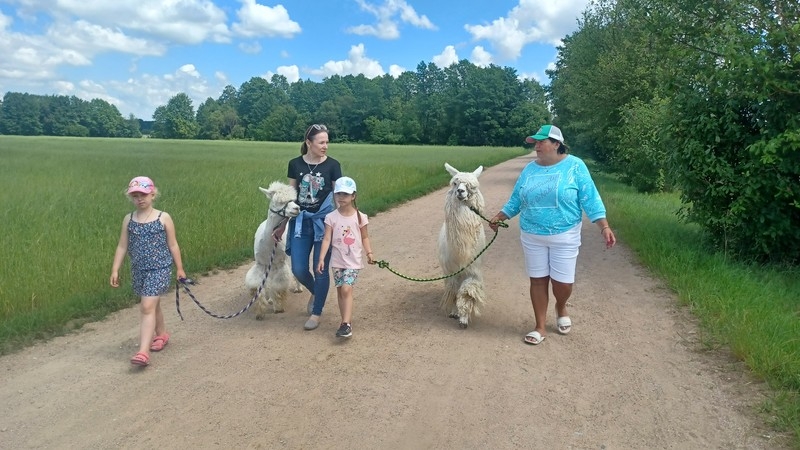 Jaskółki i Sówki z Przedszkola nr 1 karmiły alpaki