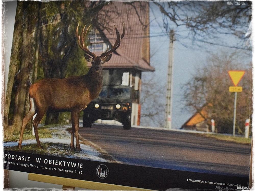 zdjęcie, które wygrało pierwszą nagrodę; po ulicy jedzie samochód wojskowy a przed nim wychodzi jeleń z potężnymi rogami
