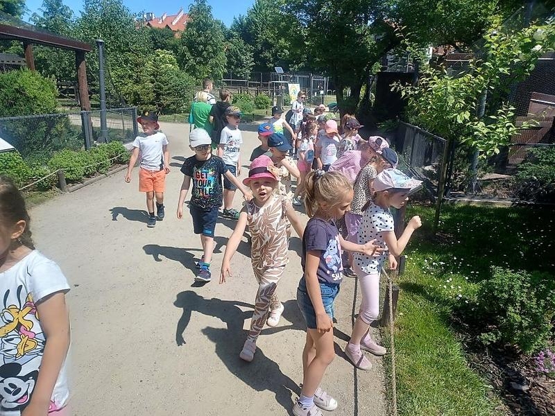 Przedszkolaki spacerują alejkami ogrodu zoologicznego.