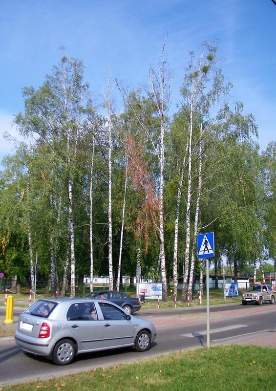 ulicą przejeżdżają samochody. W tle widać drzewa. Niektóre z nich są uschnięte.