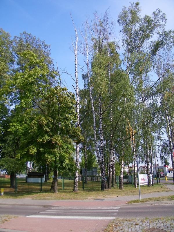 Przy drodze znajdują się drzewa. Niektóre z nich są uschnięte.