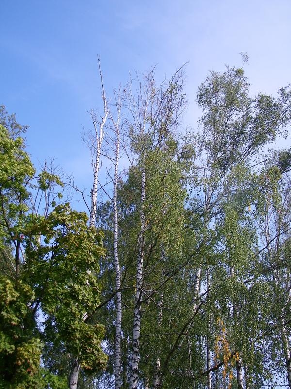 Zbliżenie na korony drzew. Niektóre z nich są uschnięte.