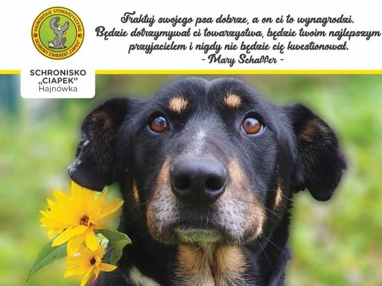 karta z kalendarza z wizerunkiem psa