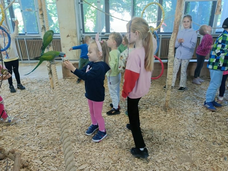 dzieci chodzą wśród papug, obserwują je, karmią