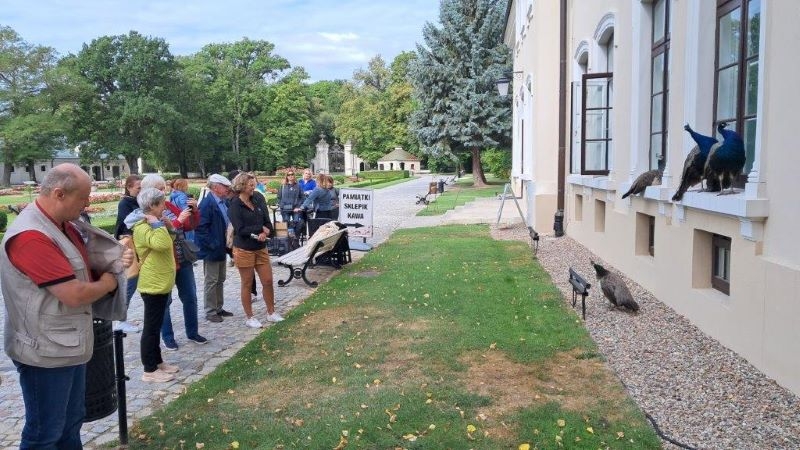 Pawie na dziedzińcu pałacu