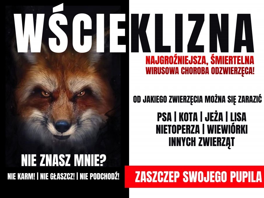 baner wścieklizna