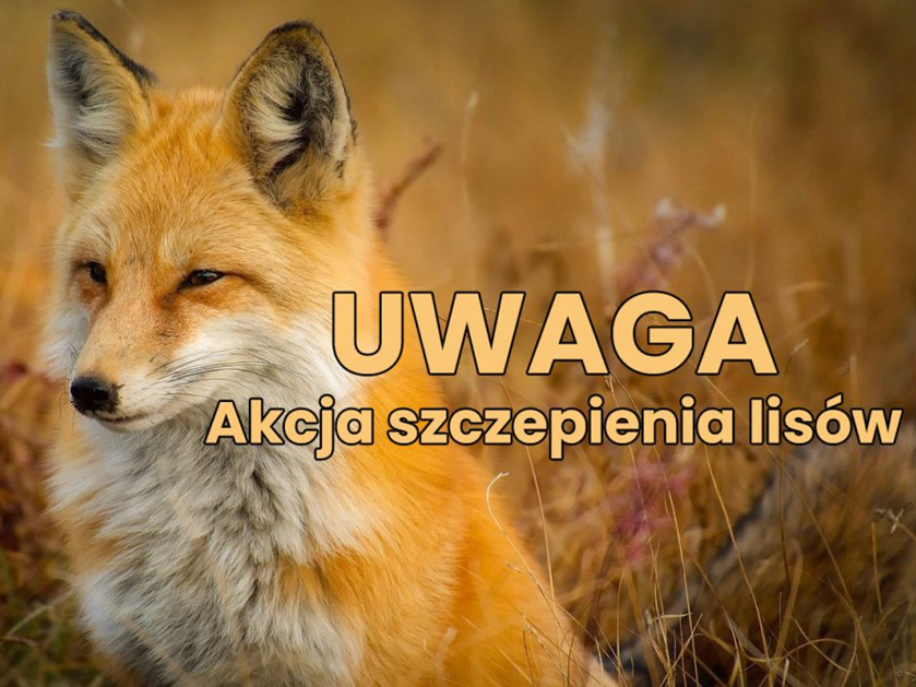 zdjęcie lis - UWAGA - akcja szczepienia lisów