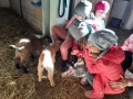 dzieci w stajni bawią się z kozami
