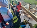 Dzieci z kozami