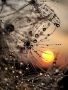 zdjęcie wyróżnienia Jolanta Grochowska z Krypna; pełne zachodzące słońce widzine przez roślinę przypominającą pajęczynę w kropelkach rosy