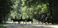 konie przechodzące drogą leśną
