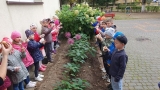 przygotowania do sadzenia kwiatów