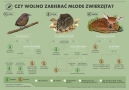 plansza informacyjna "Czy wolno zabierać młode zwierzęta"