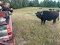 Bezkrwawe safari
