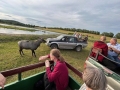 Bezkrwawe safari