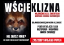 baner wścieklizna