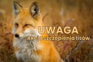 zdjęcie lis - UWAGA - akcja szczepienia lisów